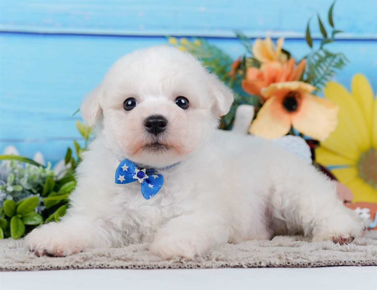 ビションフリーゼ | 男の子 | ホワイト | 2026年2月27日（ID:dog-200015743）