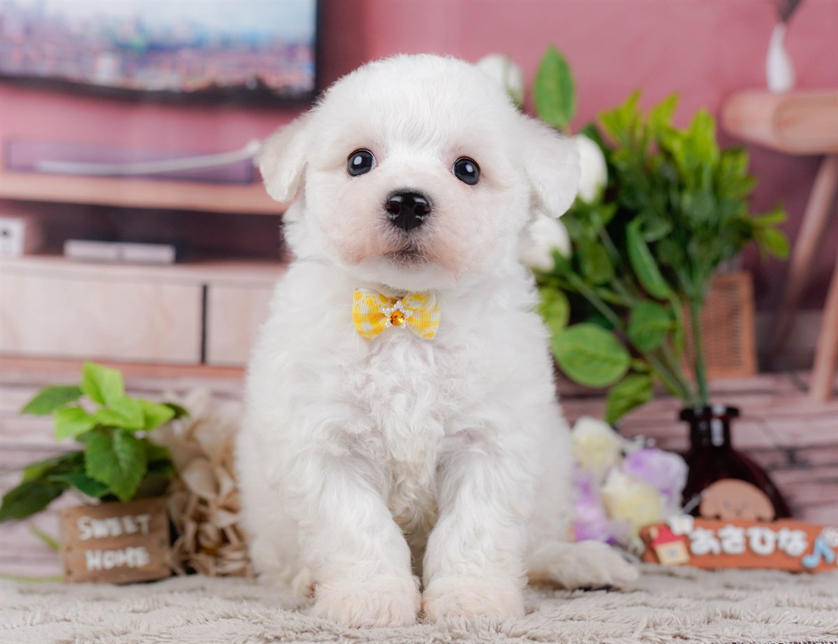 ビションフリーゼ | 女の子 | ホワイト | 2026年2月27日（ID:dog-200015744）