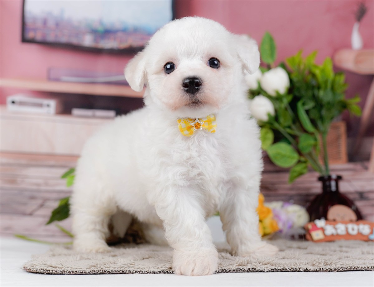 ビションフリーゼ | 女の子 | ホワイト | 2026年2月27日（ID:dog-200015744）