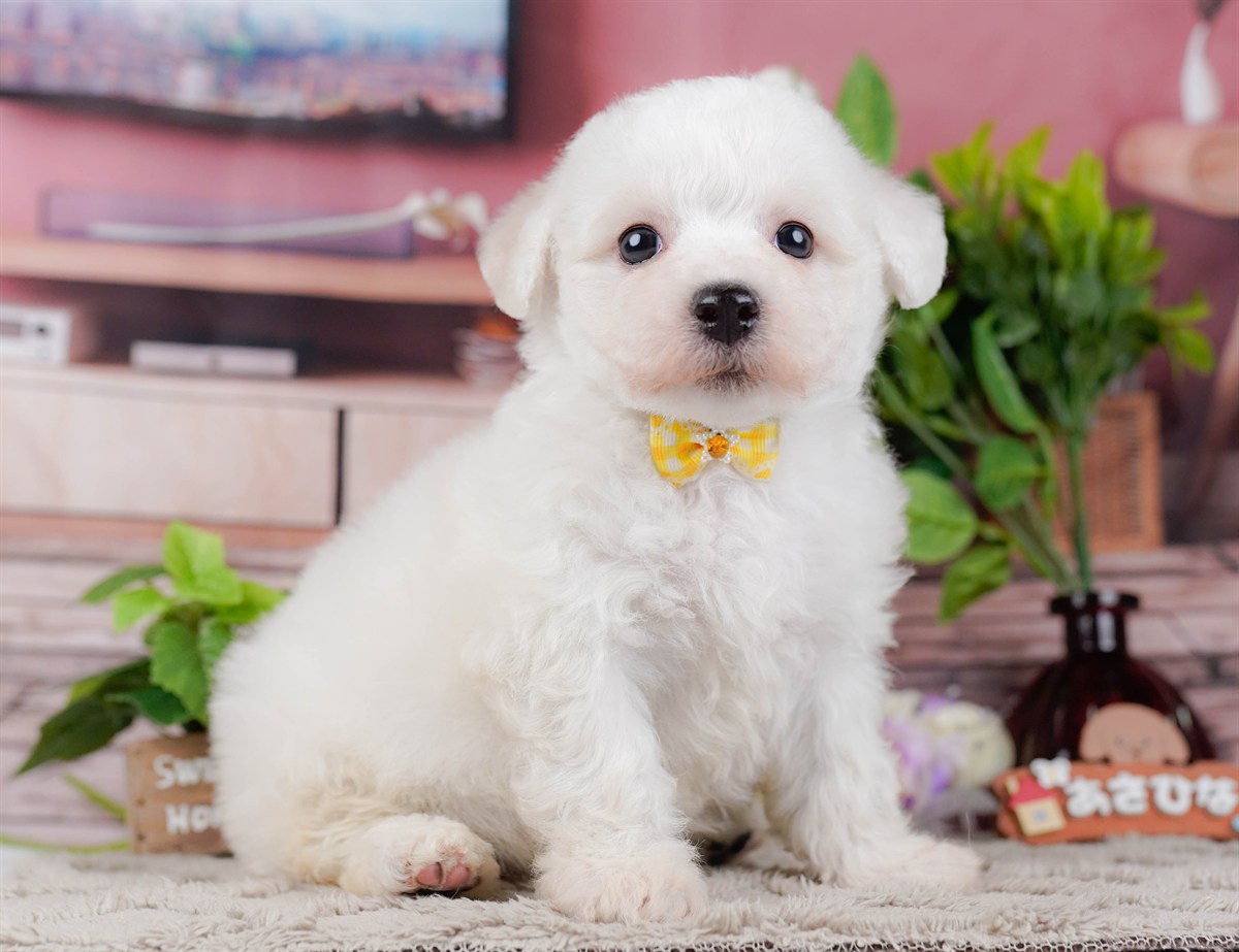 ビションフリーゼ | 女の子 | ホワイト | 2026年2月27日（ID:dog-200015744）