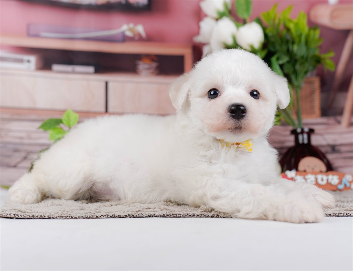 ビションフリーゼ | 女の子 | ホワイト | 2026年2月27日（ID:dog-200015744）