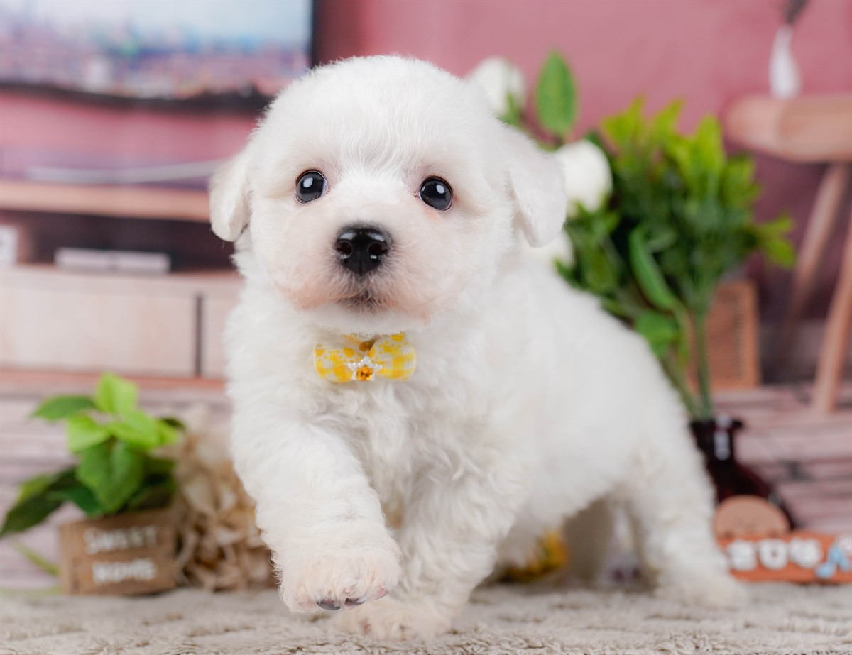 ビションフリーゼ | 女の子 | ホワイト | 2026年2月27日（ID:dog-200015744）