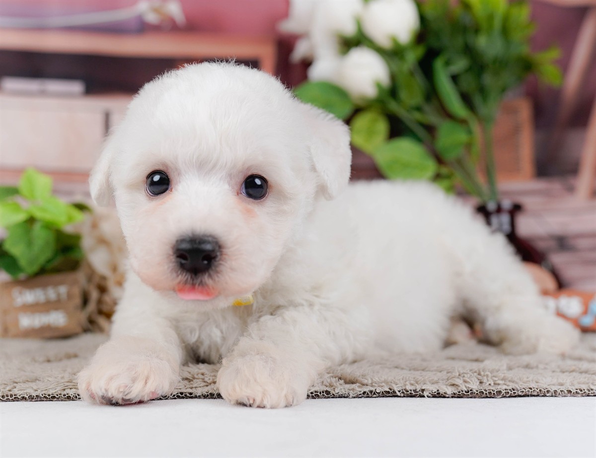 ビションフリーゼ | 女の子 | ホワイト | 2026年2月27日（ID:dog-200015744）