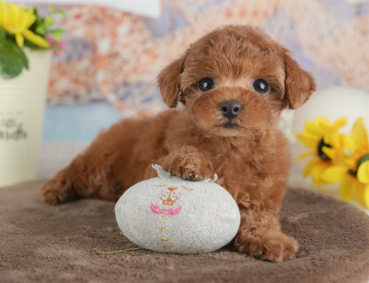 トイ・プードル | 女の子 | レッド | 2026年2月27日（ID:dog-200015747）