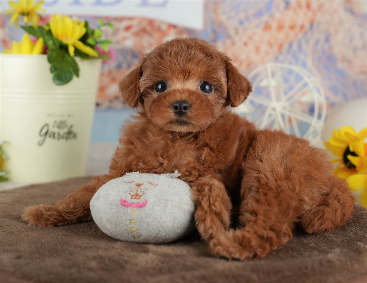 トイ・プードル | 女の子 | レッド | 2026年2月27日（ID:dog-200015747）