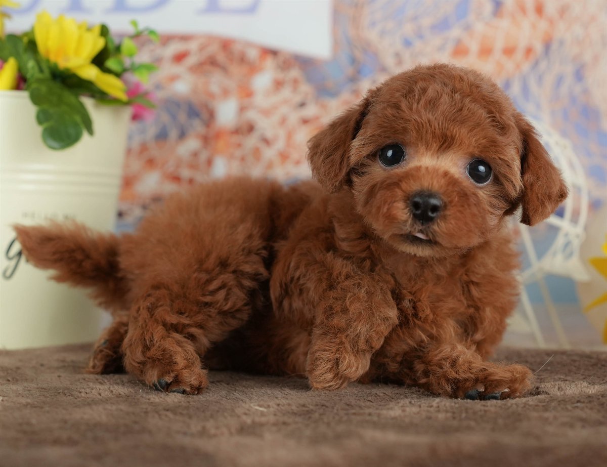 トイ・プードル | 女の子 | レッド | 2026年2月27日（ID:dog-200015747）