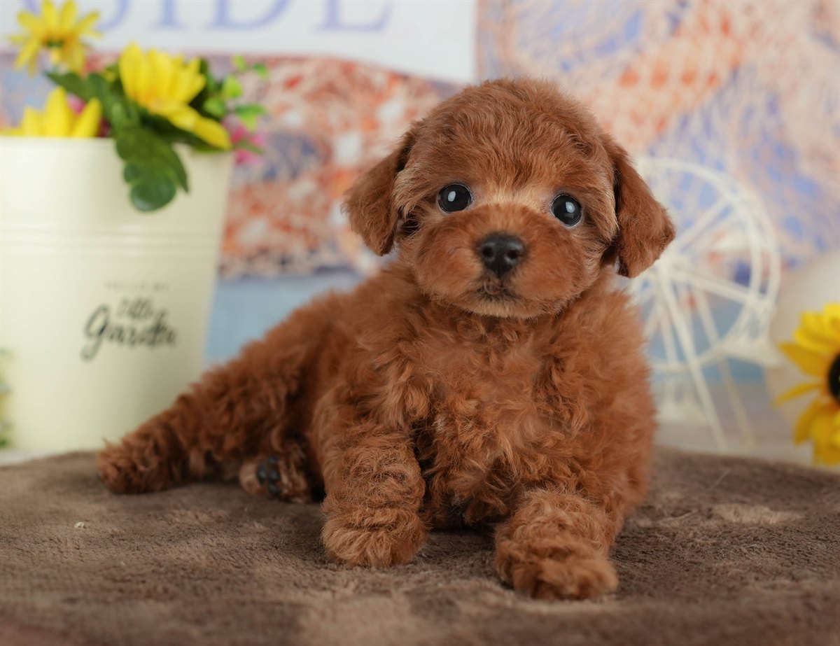 トイ・プードル | 女の子 | レッド | 2026年2月27日（ID:dog-200015747）