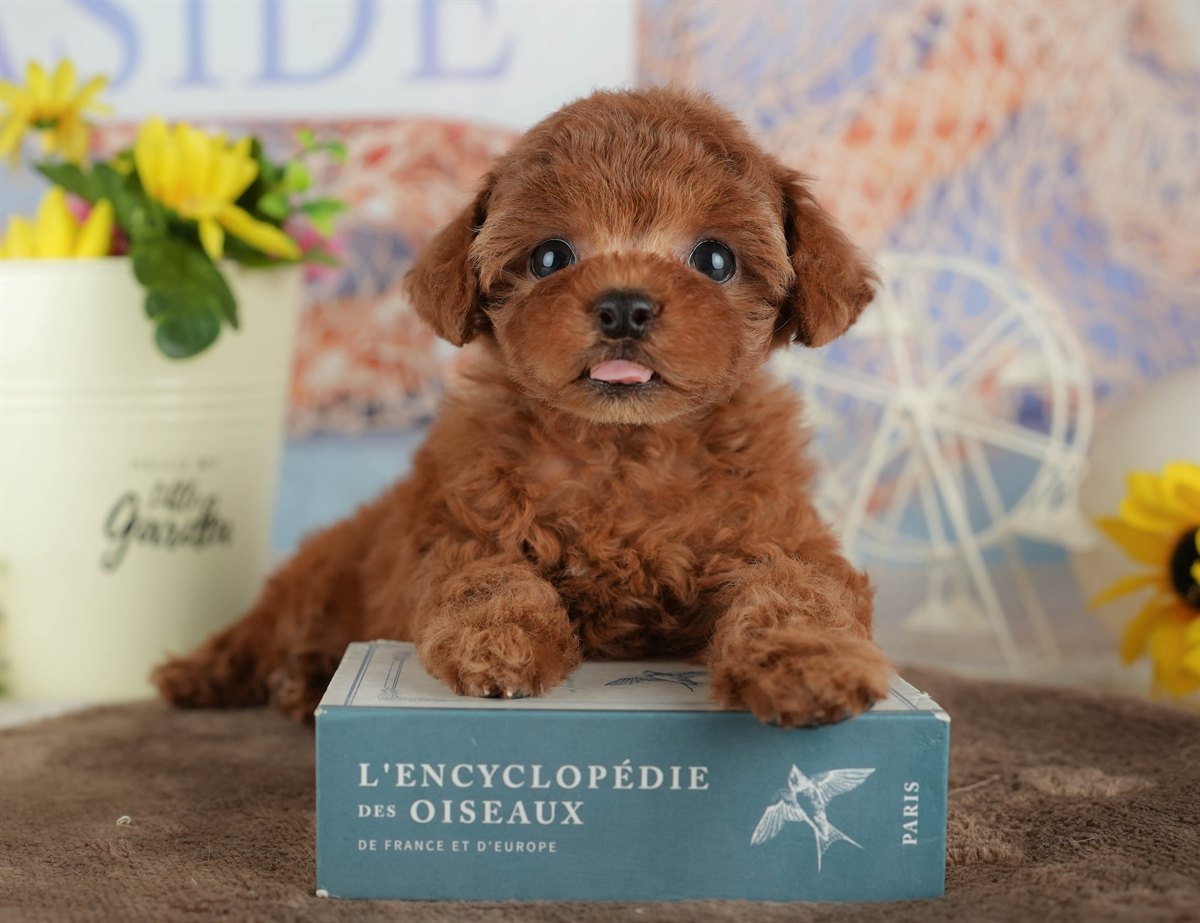 トイ・プードル | 女の子 | レッド | 2026年2月27日（ID:dog-200015747）