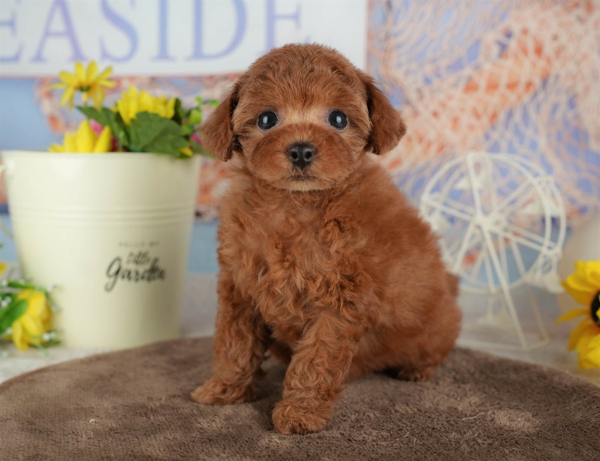 トイ・プードル | 女の子 | レッド | 2026年2月27日（ID:dog-200015747）