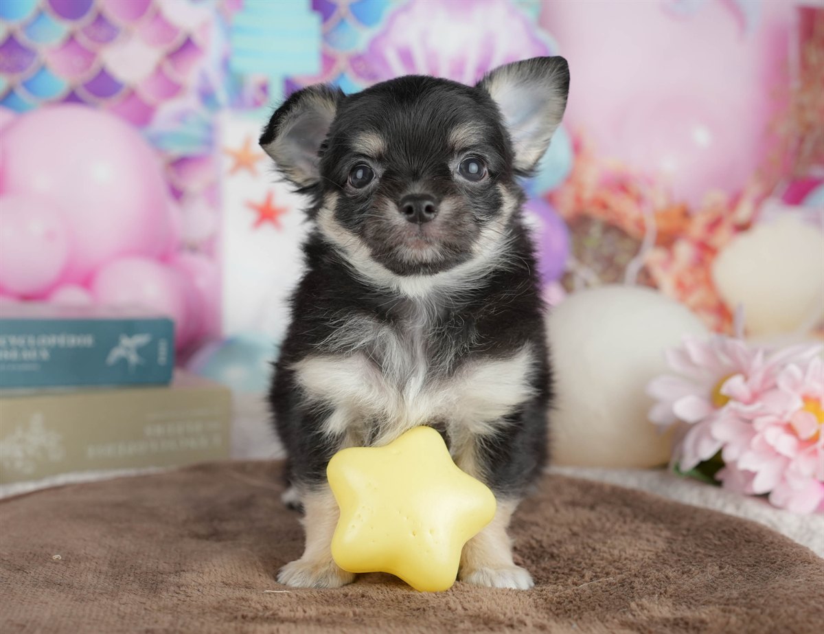 チワワ(ロング) | 男の子 | ブラック＆タン | 2026年2月28日（ID:dog-200015750）