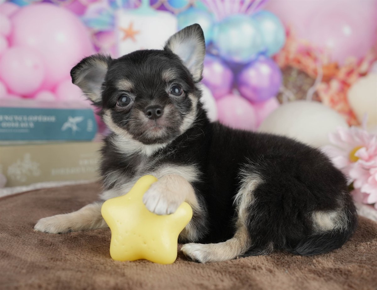 チワワ(ロング) | 男の子 | ブラック＆タン | 2026年2月28日（ID:dog-200015750）