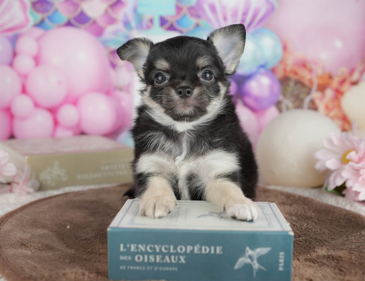 チワワ(ロング) | 男の子 | ブラック＆タン | 2026年2月28日（ID:dog-200015750）