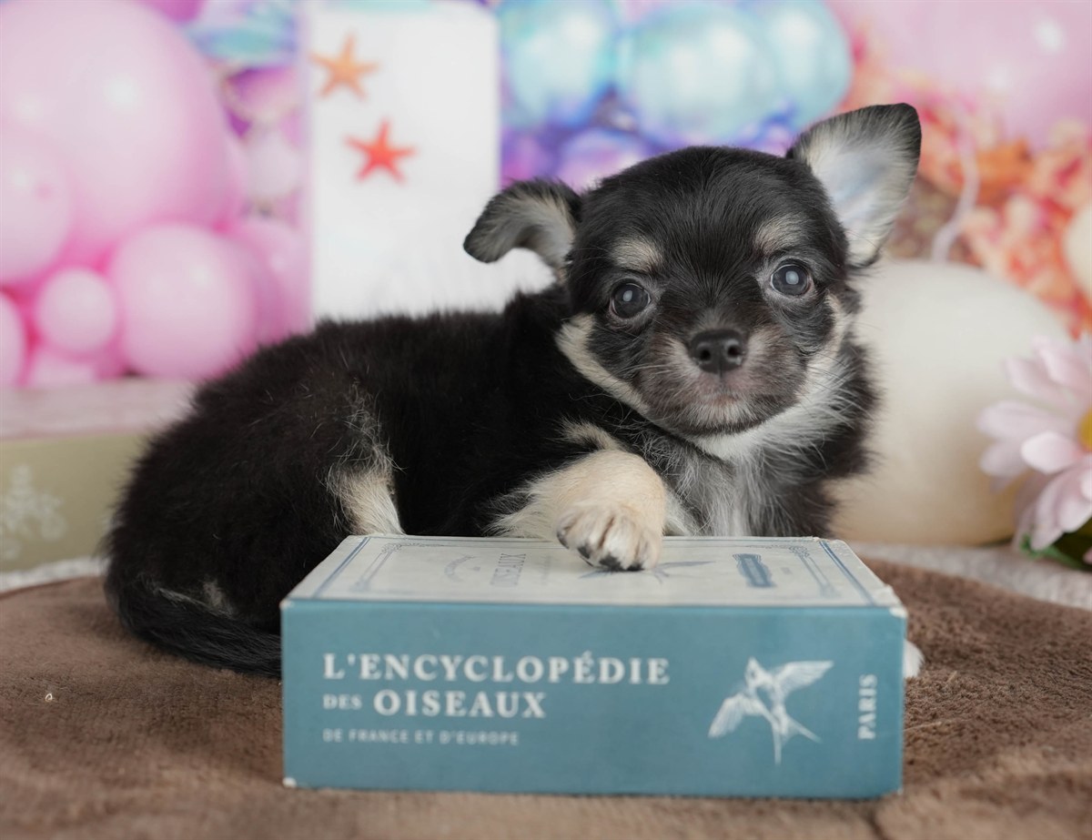 チワワ(ロング) | 男の子 | ブラック＆タン | 2026年2月28日（ID:dog-200015750）