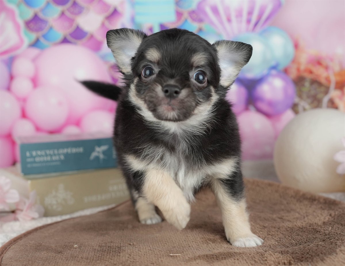 チワワ(ロング) | 男の子 | ブラック＆タン | 2026年2月28日（ID:dog-200015750）