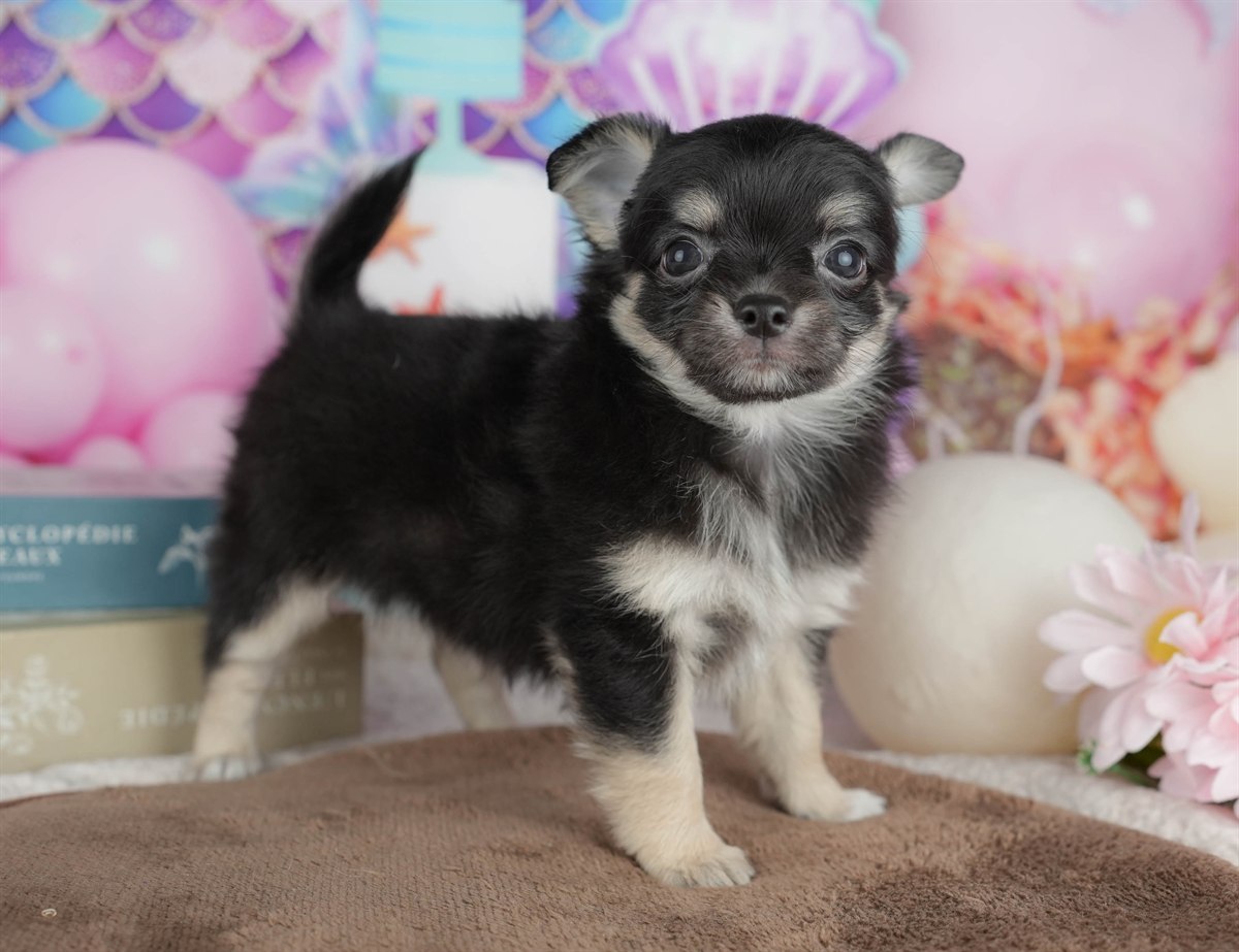 チワワ(ロング) | 男の子 | ブラック＆タン | 2026年2月28日（ID:dog-200015750）