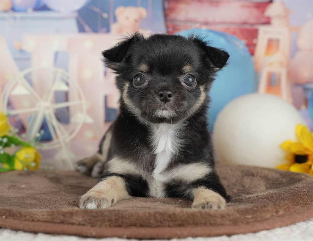 チワワ(ロング) | 女の子 | ブラック＆タン | 2026年2月28日（ID:dog-200015751）