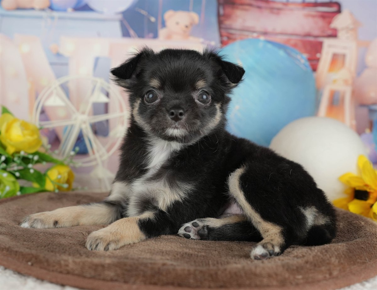 チワワ(ロング) | 女の子 | ブラック＆タン | 2026年2月28日（ID:dog-200015751）