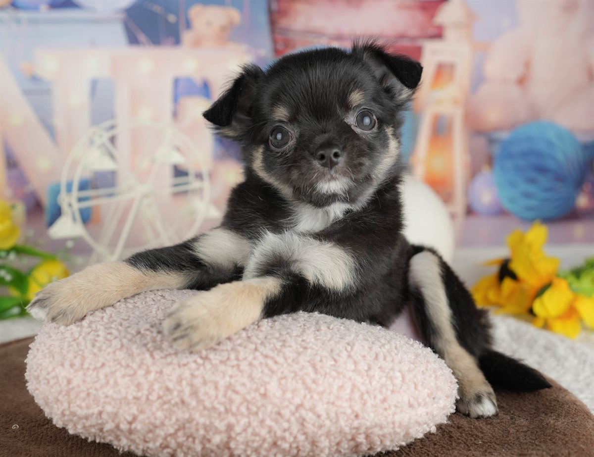 チワワ(ロング) | 女の子 | ブラック＆タン | 2026年2月28日（ID:dog-200015751）