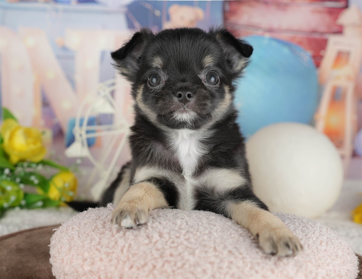 チワワ(ロング) | 女の子 | ブラック＆タン | 2026年2月28日（ID:dog-200015751）