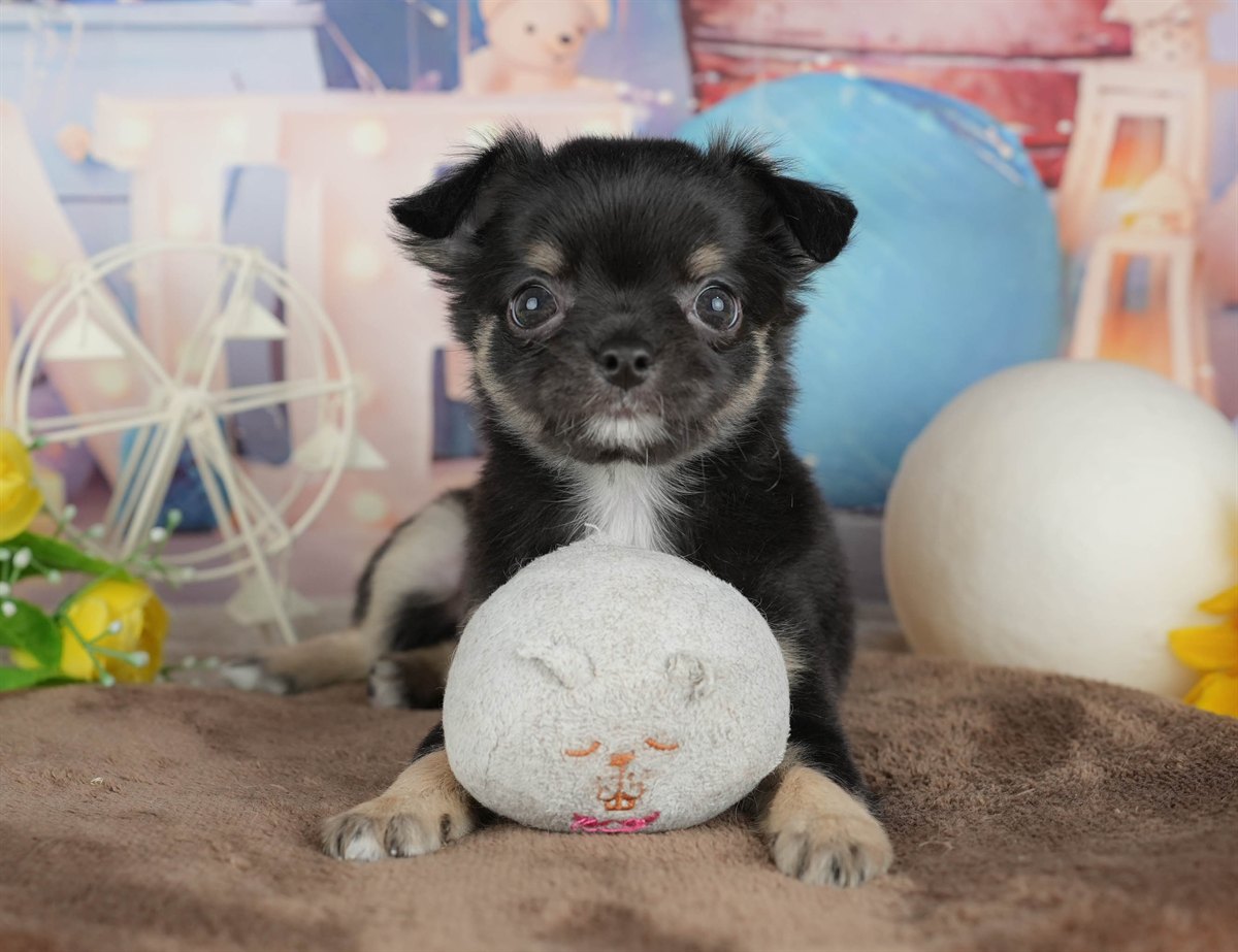 チワワ(ロング) | 女の子 | ブラック＆タン | 2026年2月28日（ID:dog-200015751）