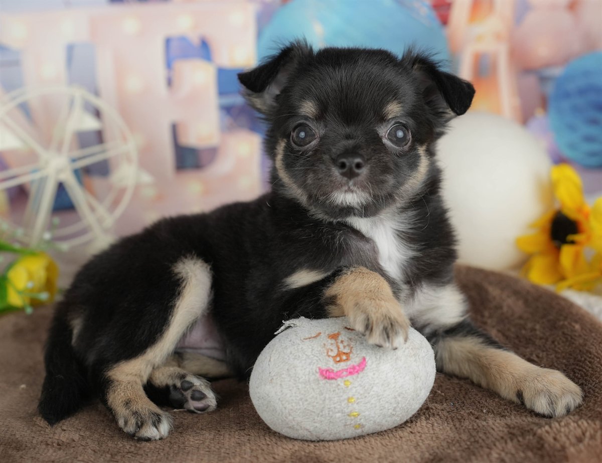 チワワ(ロング) | 女の子 | ブラック＆タン | 2026年2月28日（ID:dog-200015751）