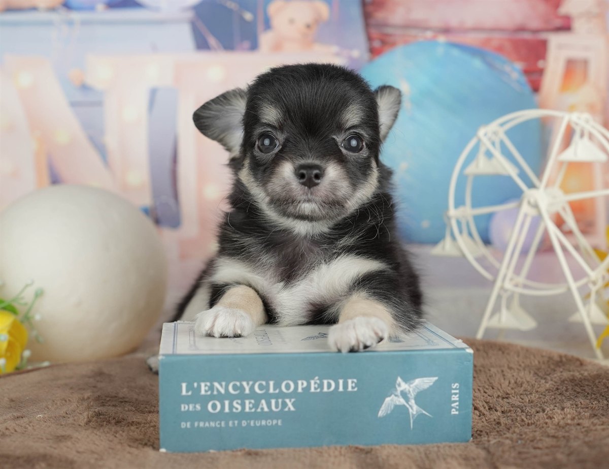 チワワ(ロング) | 男の子 | ブラック＆タン | 2026年2月28日（ID:dog-200015752）