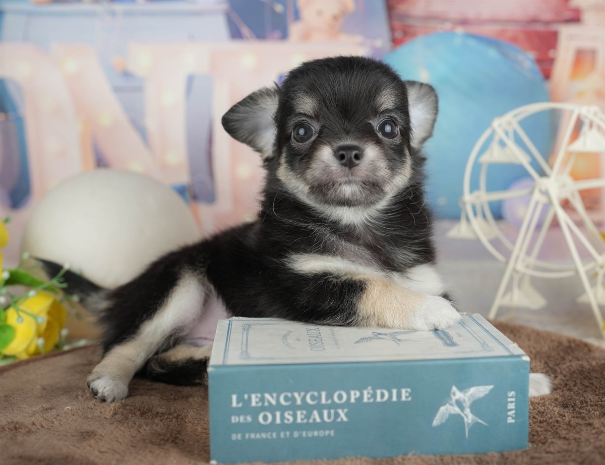 チワワ(ロング) | 男の子 | ブラック＆タン | 2026年2月28日（ID:dog-200015752）