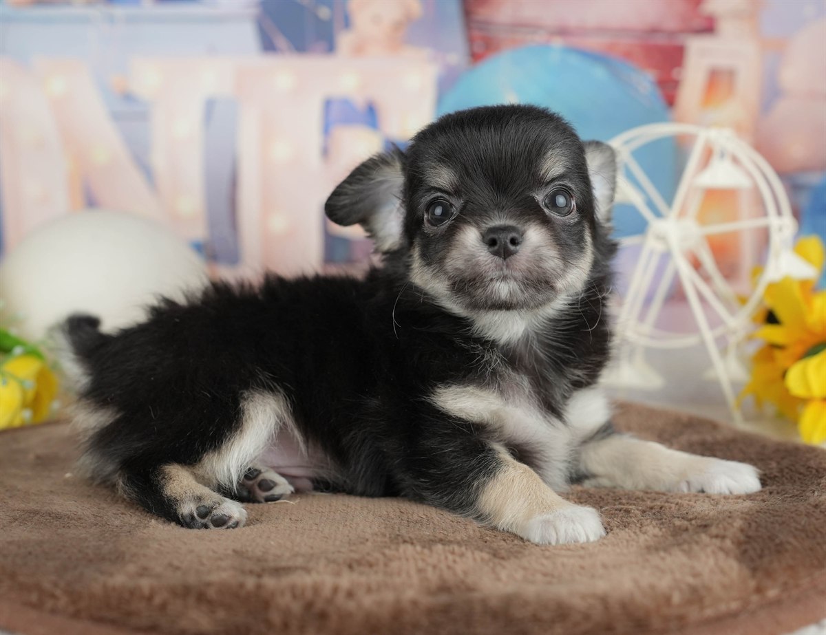 チワワ(ロング) | 男の子 | ブラック＆タン | 2026年2月28日（ID:dog-200015752）