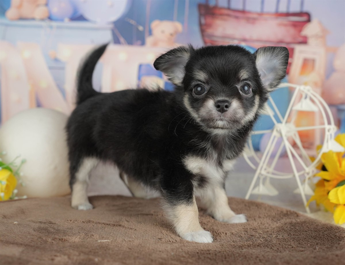 チワワ(ロング) | 男の子 | ブラック＆タン | 2026年2月28日（ID:dog-200015752）