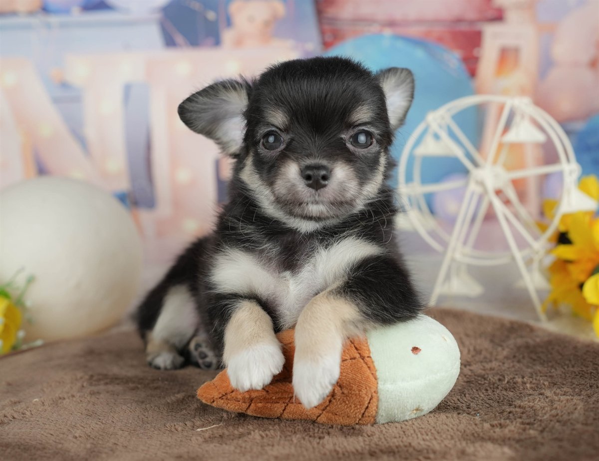 チワワ(ロング) | 男の子 | ブラック＆タン | 2026年2月28日（ID:dog-200015752）