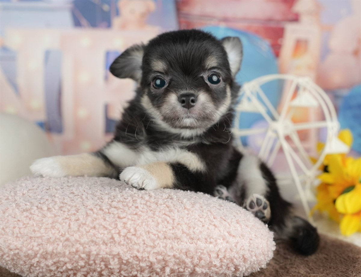 チワワ(ロング) | 男の子 | ブラック＆タン | 2026年2月28日（ID:dog-200015752）