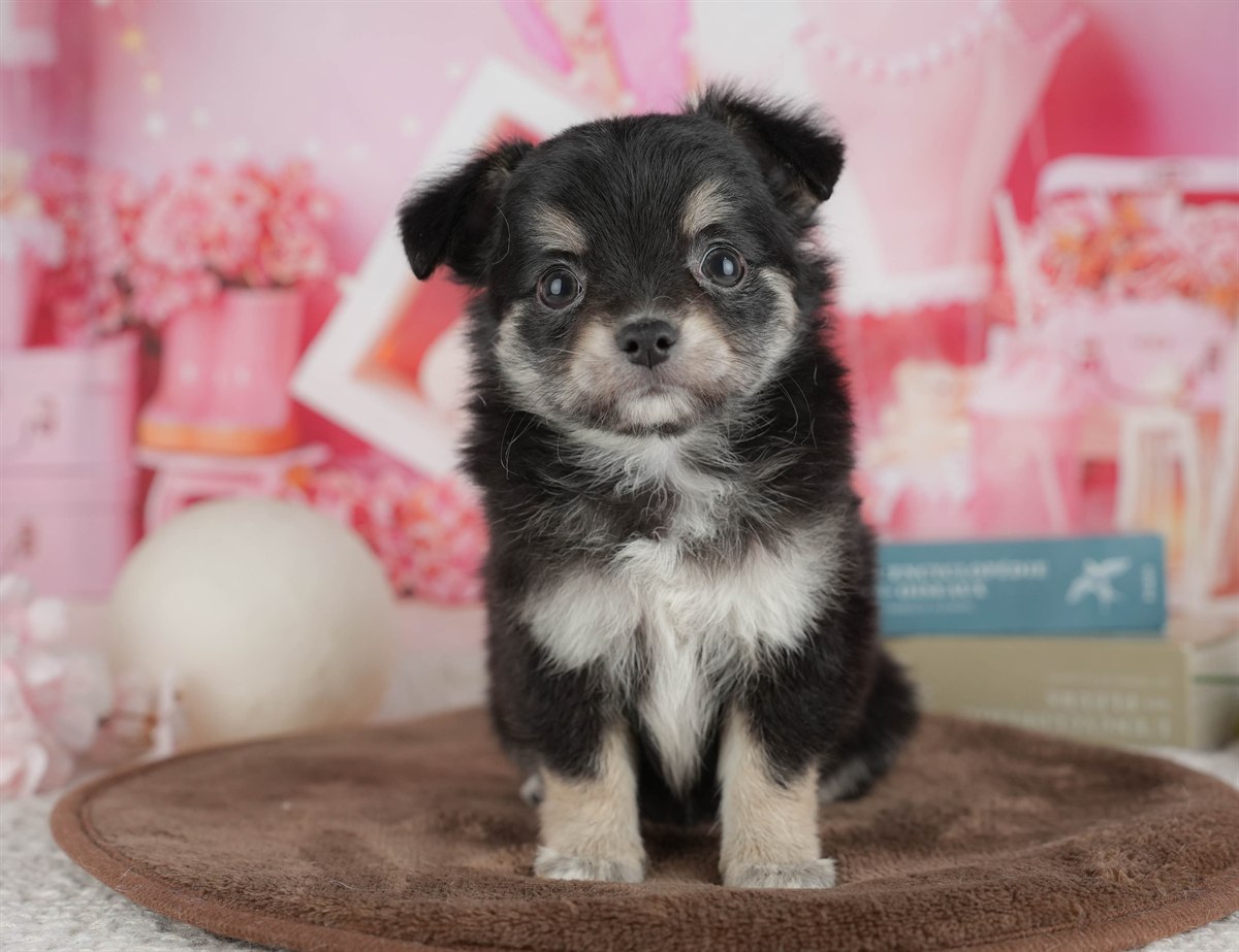 チワワ(ロング) | 女の子 | ブラック＆タン | 2026年2月28日（ID:dog-200015753）