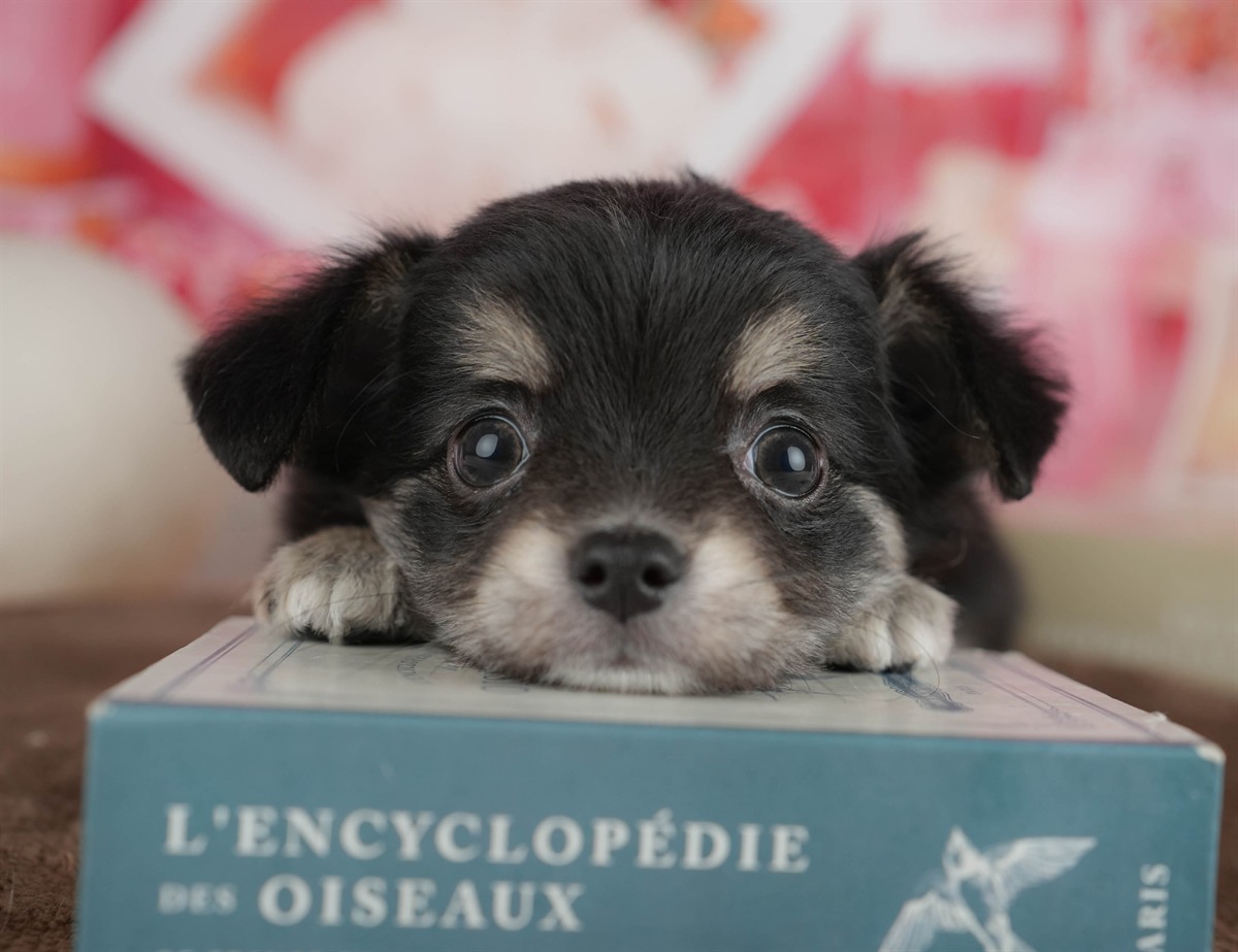 チワワ(ロング) | 女の子 | ブラック＆タン | 2026年2月28日（ID:dog-200015753）