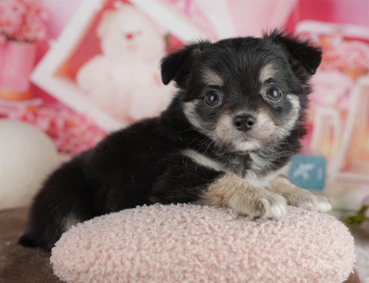 チワワ(ロング) | 女の子 | ブラック＆タン | 2026年2月28日（ID:dog-200015753）