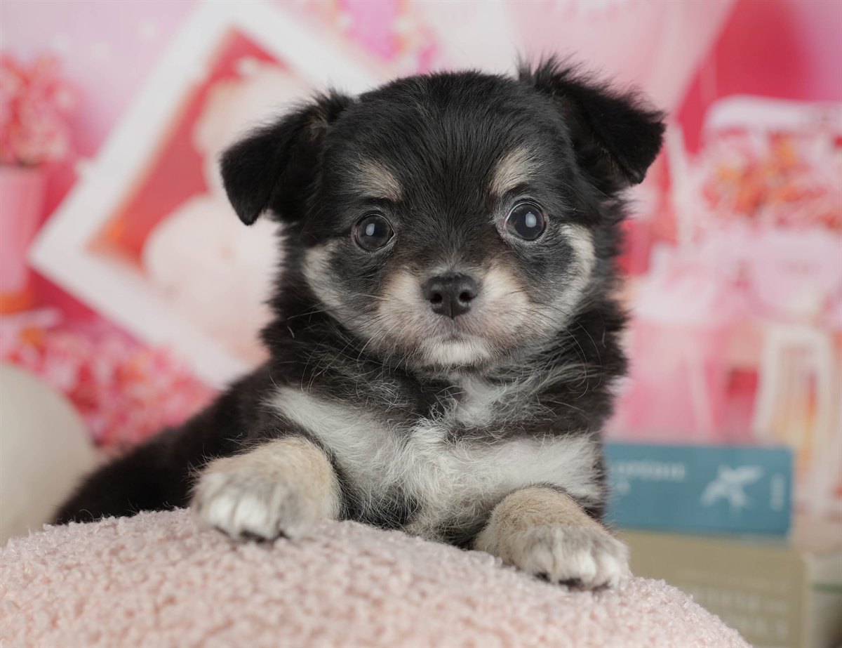 チワワ(ロング) | 女の子 | ブラック＆タン | 2026年2月28日（ID:dog-200015753）