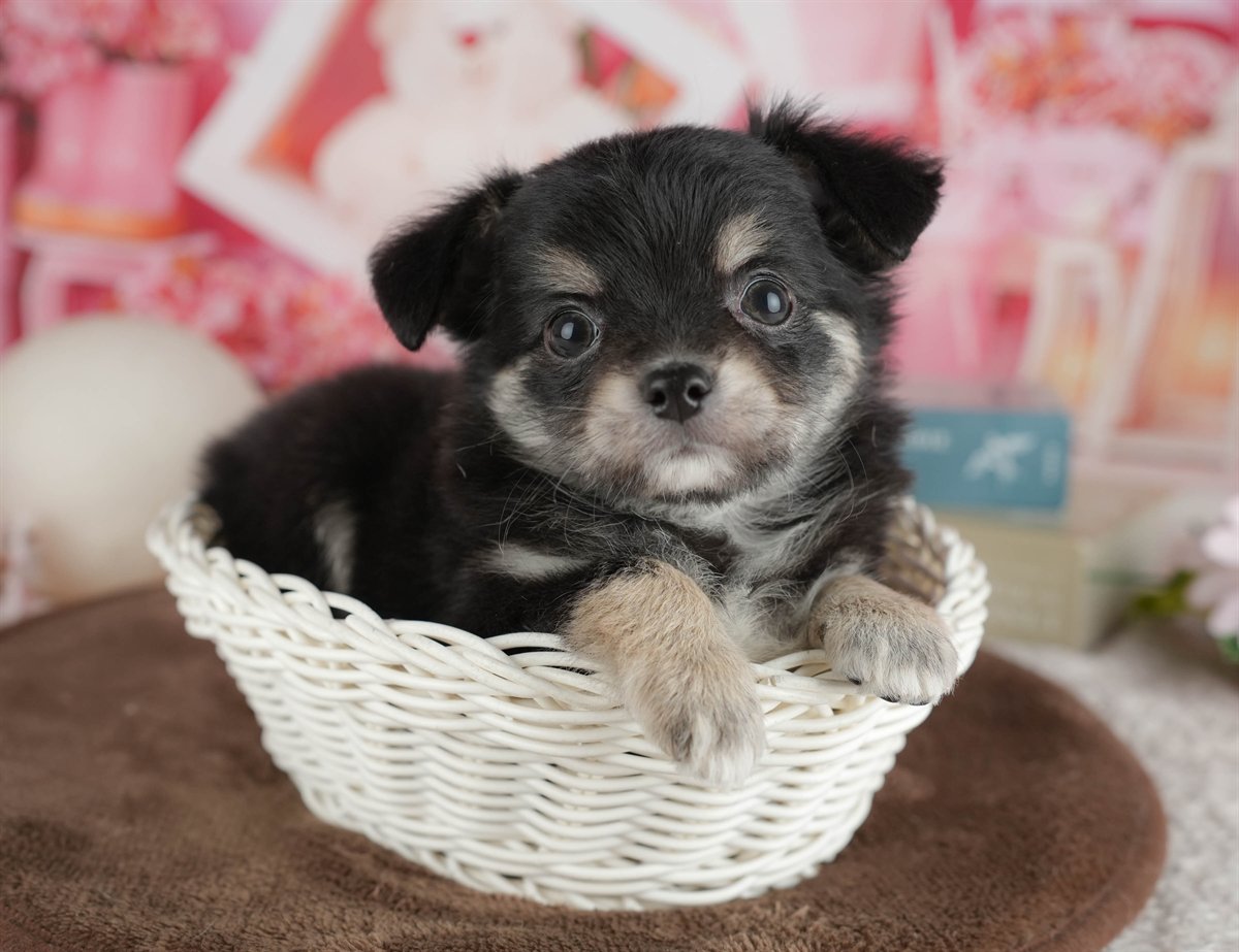 チワワ(ロング) | 女の子 | ブラック＆タン | 2026年2月28日（ID:dog-200015753）