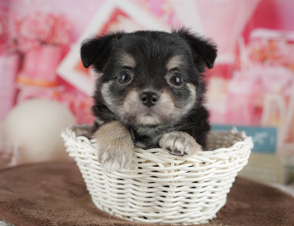 チワワ(ロング) | 女の子 | ブラック＆タン | 2026年2月28日（ID:dog-200015753）