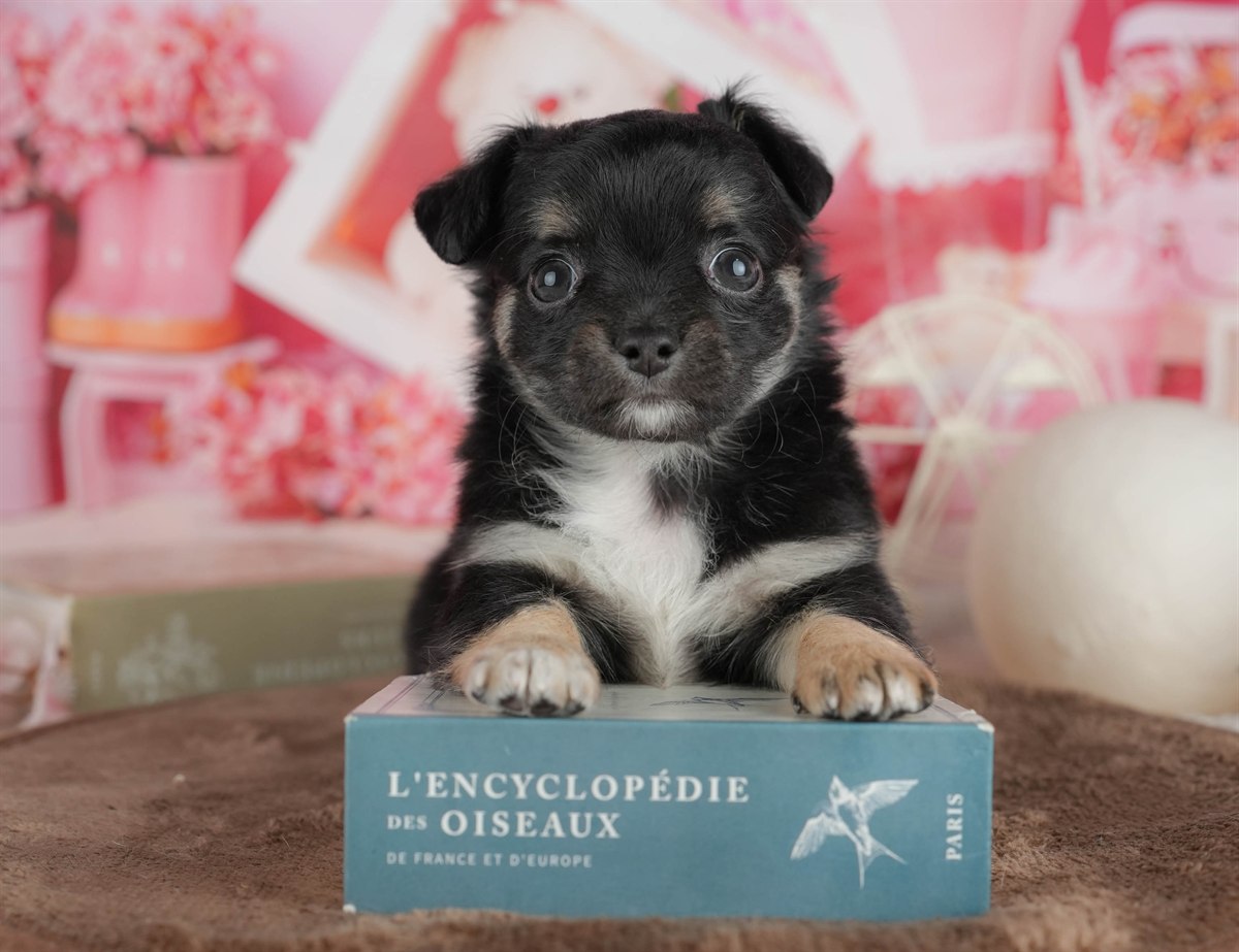 チワワ(ロング) | 女の子 | ブラック＆タン | 2026年2月28日（ID:dog-200015754）