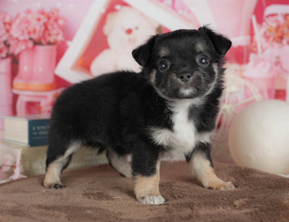 チワワ(ロング) | 女の子 | ブラック＆タン | 2026年2月28日（ID:dog-200015754）