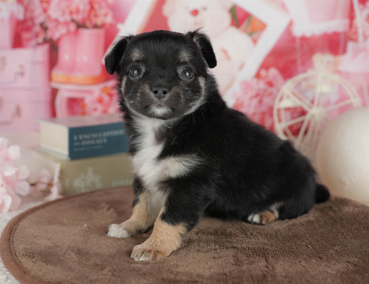 チワワ(ロング) | 女の子 | ブラック＆タン | 2026年2月28日（ID:dog-200015754）