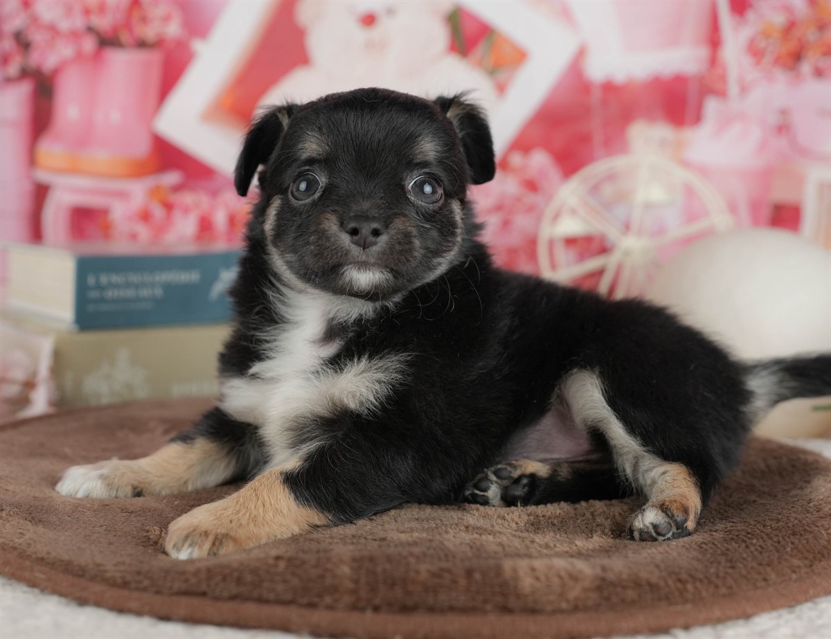 チワワ(ロング) | 女の子 | ブラック＆タン | 2026年2月28日（ID:dog-200015754）