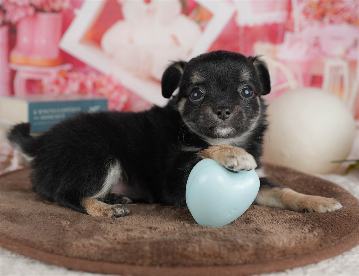 チワワ(ロング) | 女の子 | ブラック＆タン | 2026年2月28日（ID:dog-200015754）