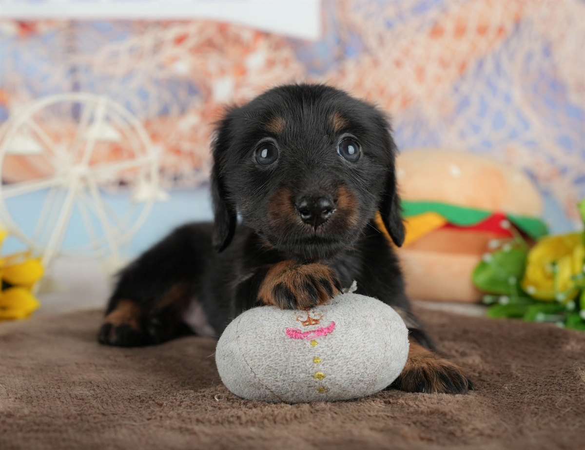 カニンヘン・ダックスフンド(ロング) | 女の子 | ブラック&タン | 2026年2月28日（ID:dog-200015757）