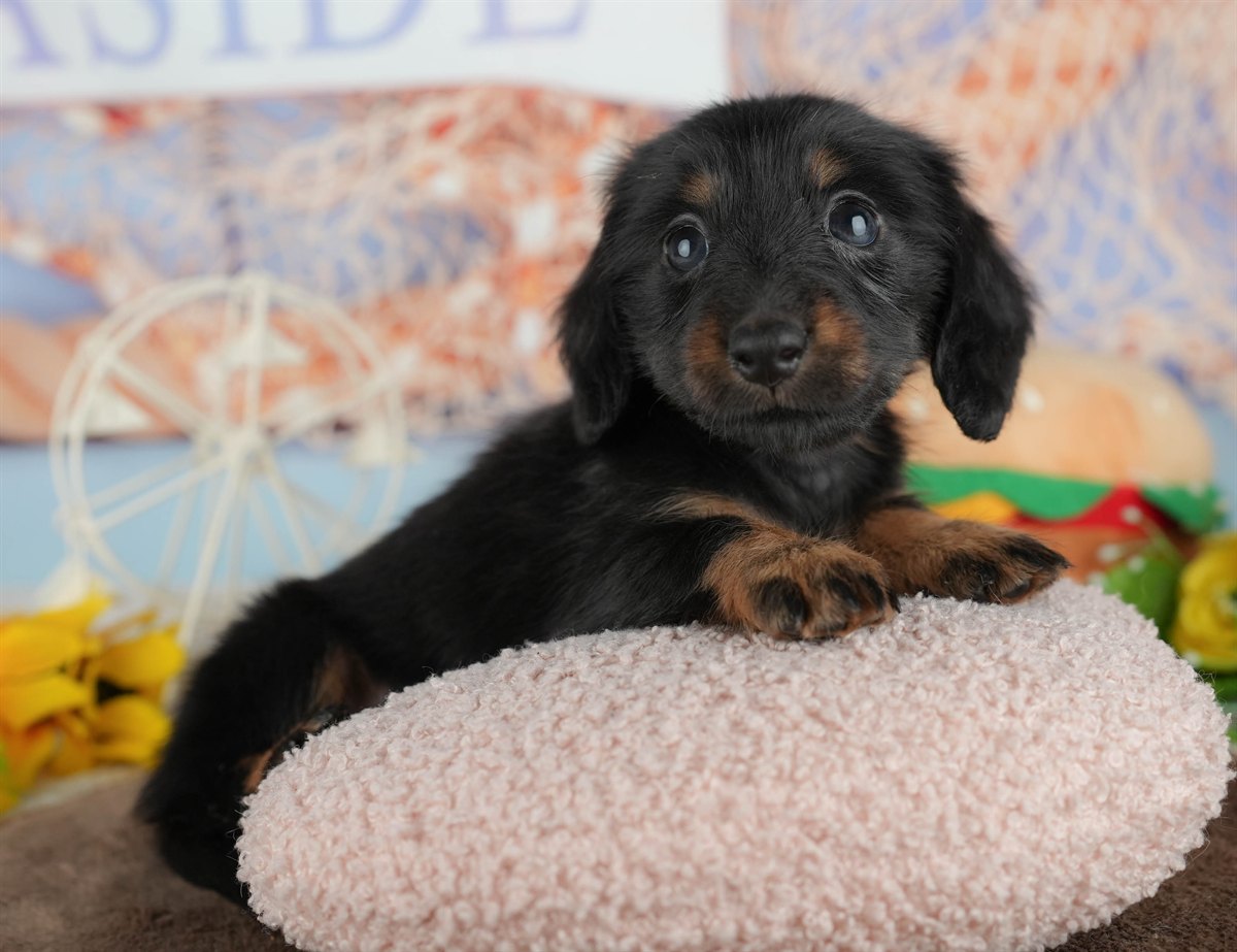 カニンヘン・ダックスフンド(ロング) | 女の子 | ブラック&タン | 2026年2月28日（ID:dog-200015757）