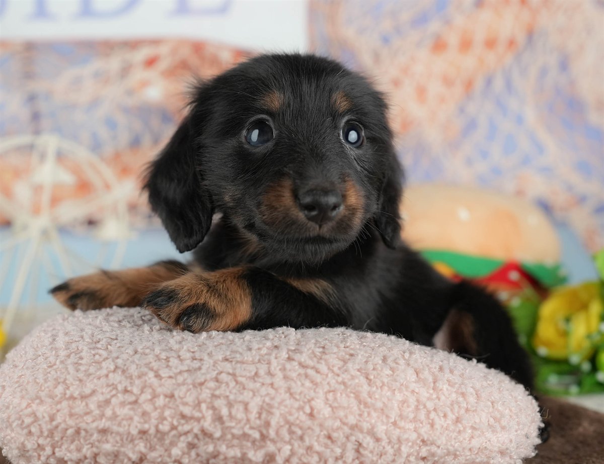 カニンヘン・ダックスフンド(ロング) | 女の子 | ブラック&タン | 2026年2月28日（ID:dog-200015757）