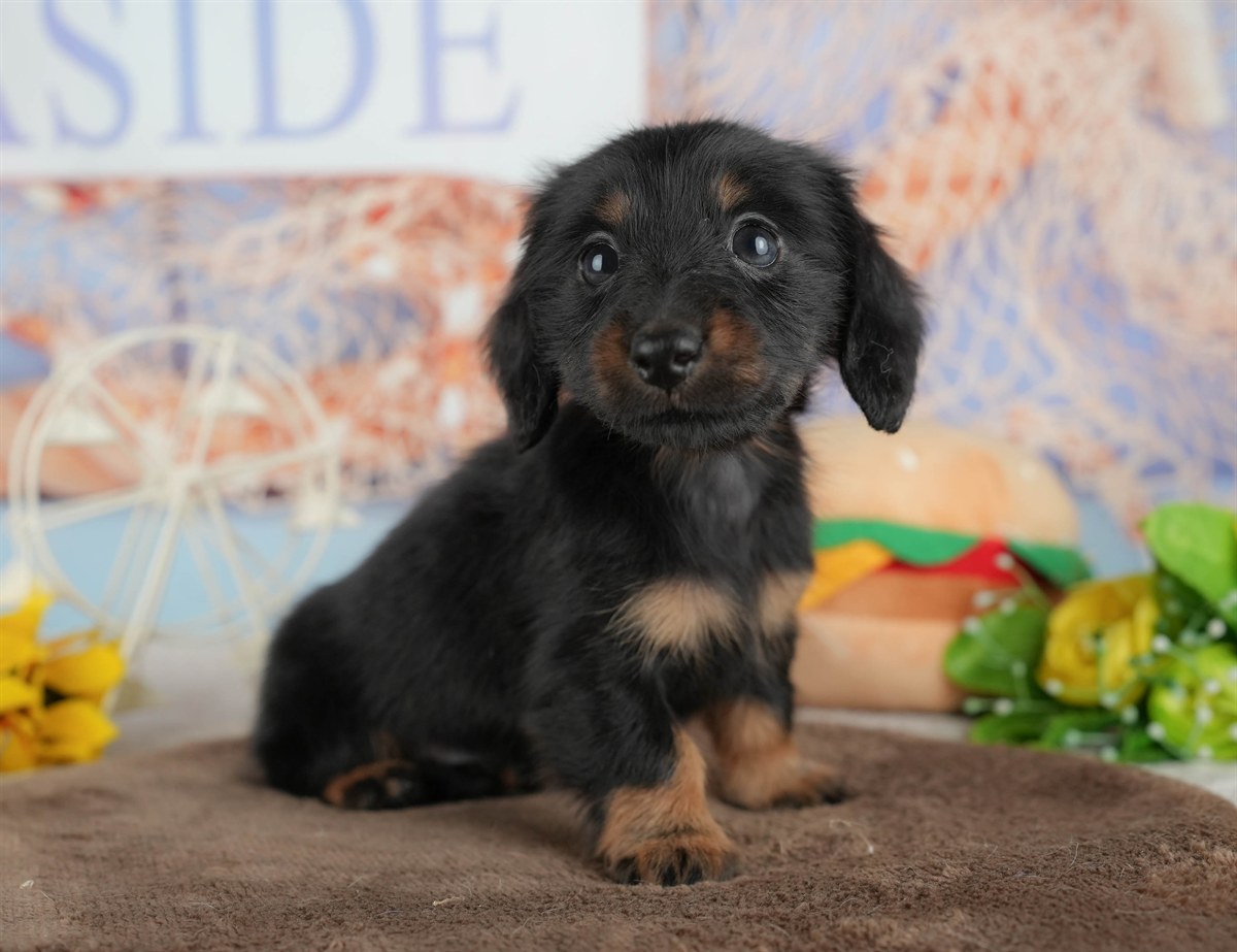 カニンヘン・ダックスフンド(ロング) | 女の子 | ブラック&タン | 2026年2月28日（ID:dog-200015757）