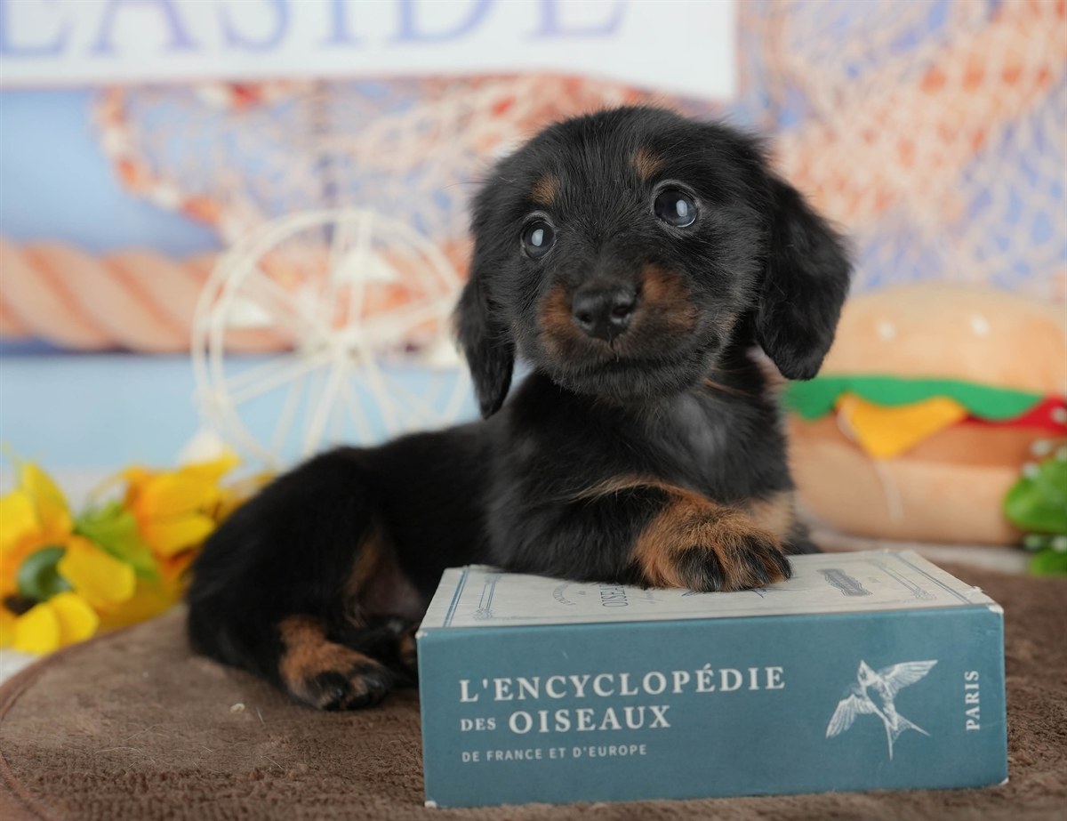 カニンヘン・ダックスフンド(ロング) | 女の子 | ブラック&タン | 2026年2月28日（ID:dog-200015757）