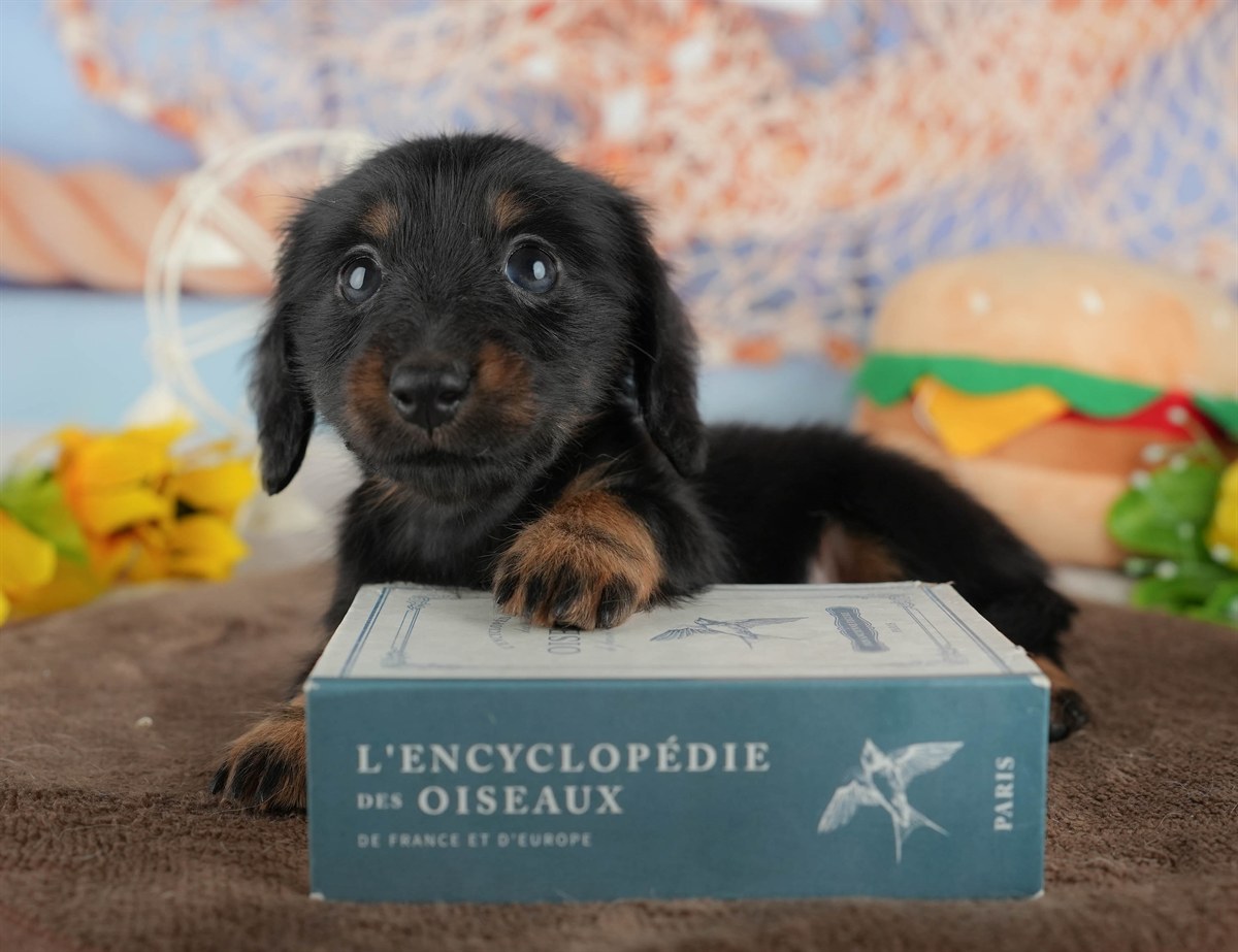 カニンヘン・ダックスフンド(ロング) | 女の子 | ブラック&タン | 2026年2月28日（ID:dog-200015757）