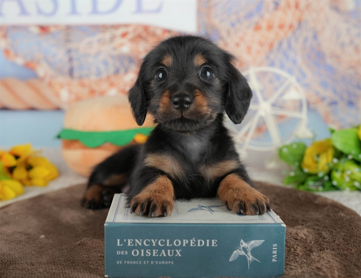 カニンヘン・ダックスフンド(ロング) | 女の子 | ブラック&タン | 2026年2月28日（ID:dog-200015758）