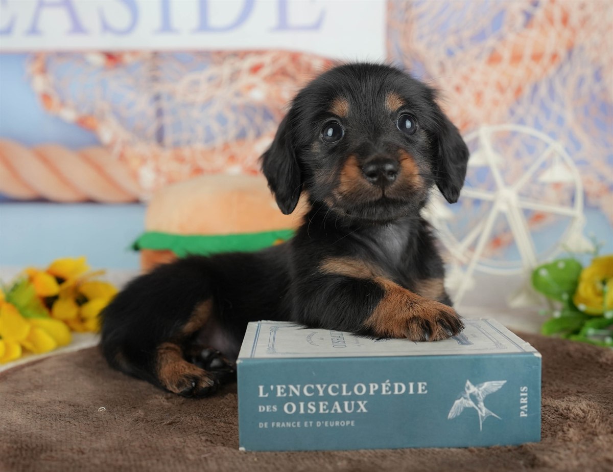 カニンヘン・ダックスフンド(ロング) | 女の子 | ブラック&タン | 2026年2月28日（ID:dog-200015758）